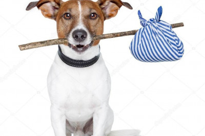 Собака по кличке Дружок 