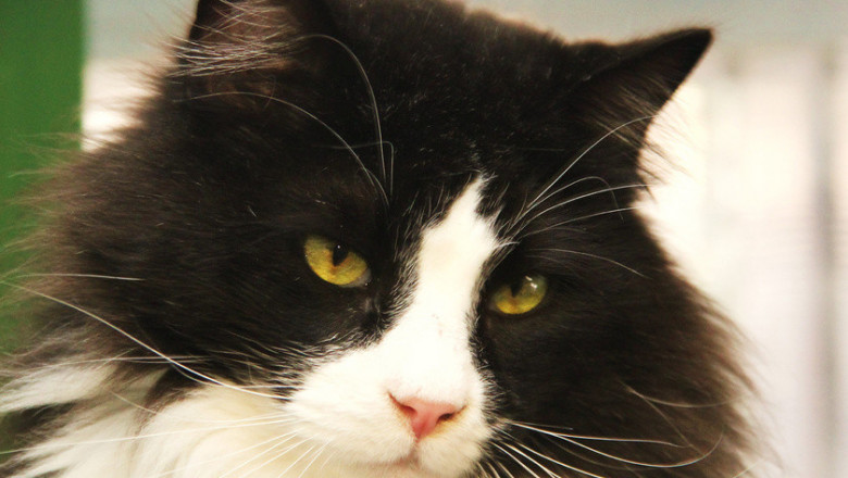 Поразительно невозмутимый кот