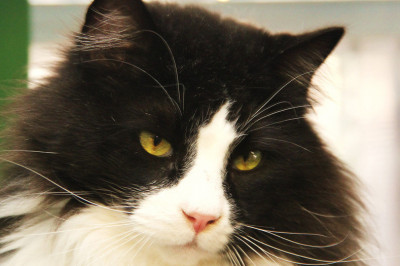 Поразительно невозмутимый кот