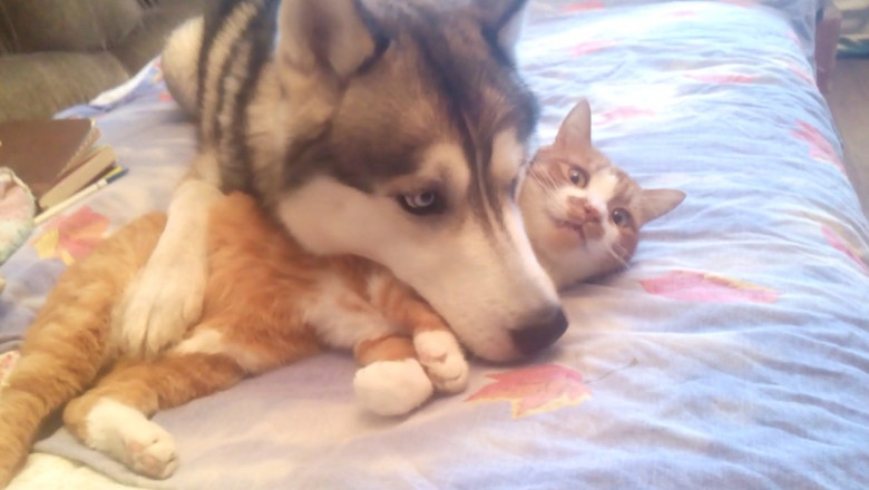 Дружба дружбой , а жизнь дороже 