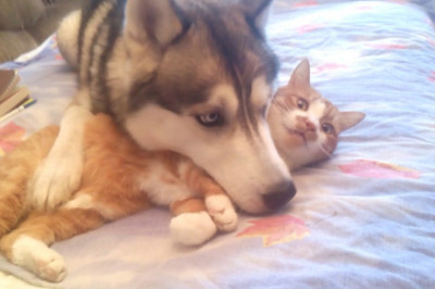 Дружба дружбой , а жизнь дороже 