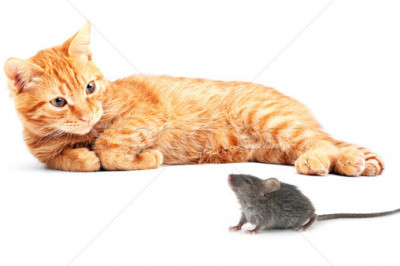 Неплохой метод  для обучения ловли мышей 