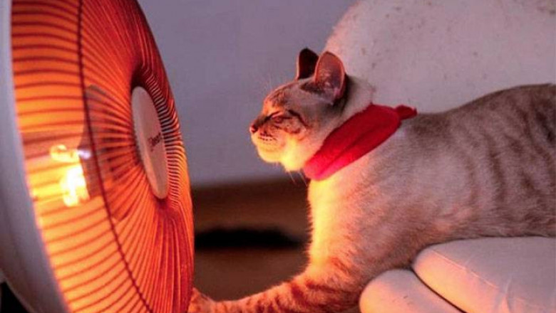 Сообразительная кошечка 