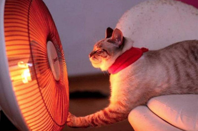 Сообразительная кошечка 