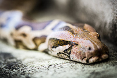 Мёртвый питон  внутри BMW 