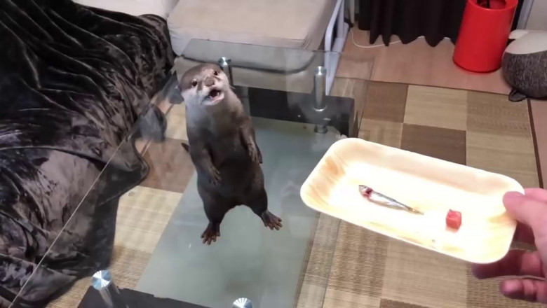 Голодная выдра 