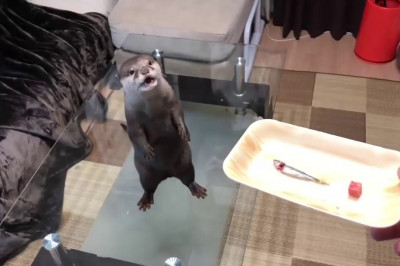 Голодная выдра 