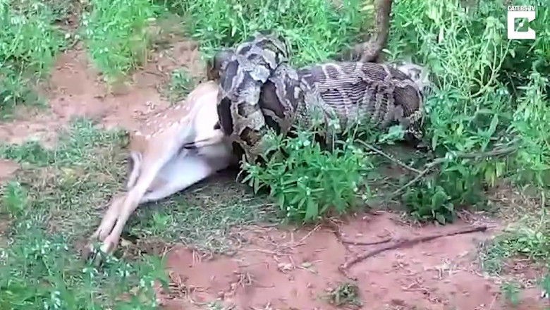 На глазах у туристов питон проглотил оленя 