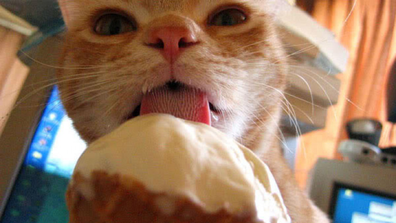 Мурлыка обожает мороженое 