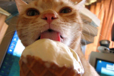 Мурлыка обожает мороженое 