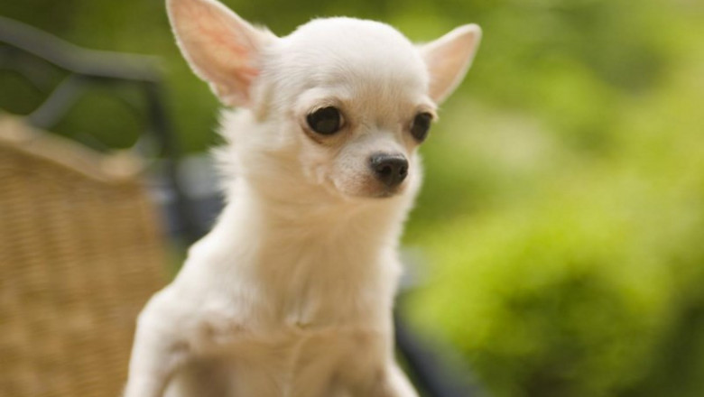 Собачки тоже любят чмоки 