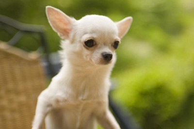 Собачки тоже любят чмоки 