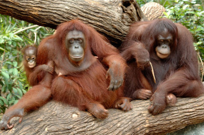 Не будите ревность у орангутанов 