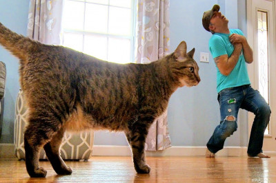 Как кошка среагировала на 