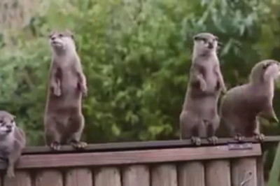 Выдры разговаривают 