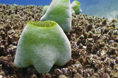 Странное сходство в природе