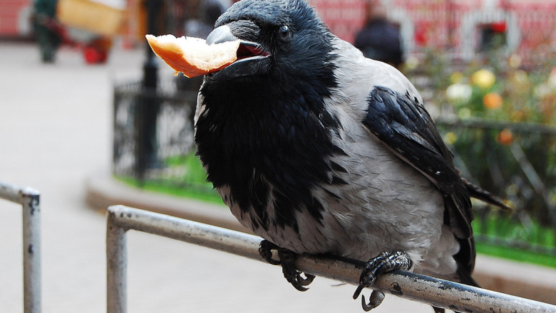 Ворона и мышь 