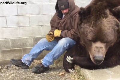 Американец утешает медведя 