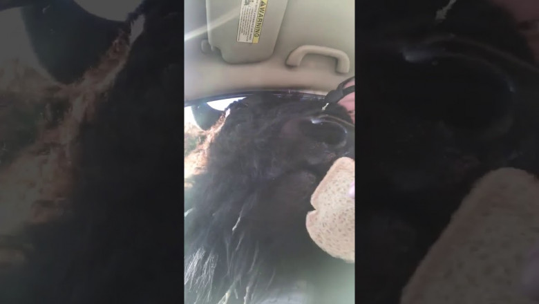 В машину к водителю залез зубр 