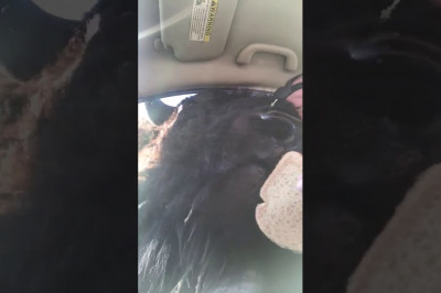 В машину к водителю залез зубр 