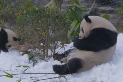 Снежная терапия для панд 