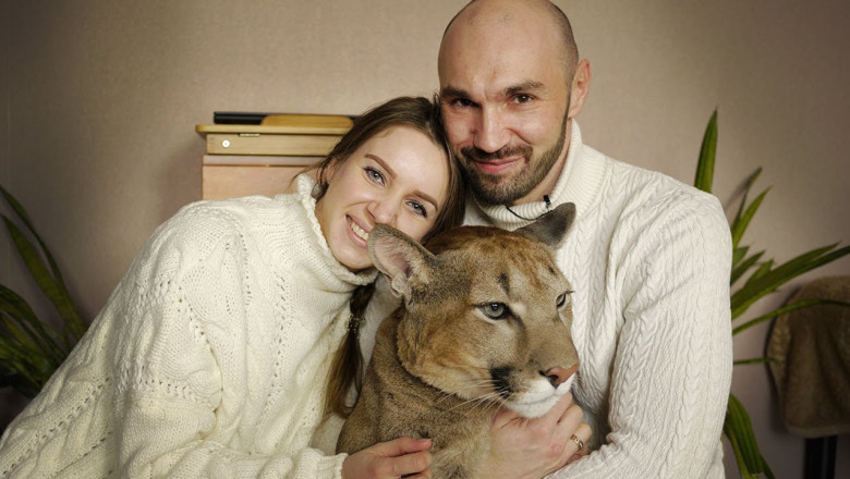 Прирученная пума 