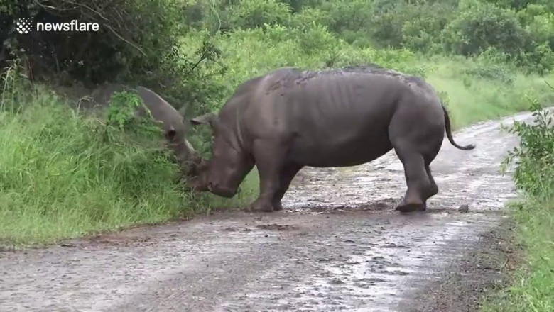 Драка носорогов 