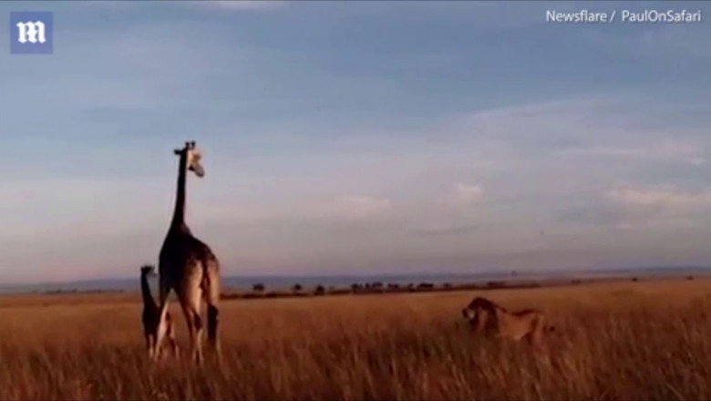 Нападения льва на жирафов 