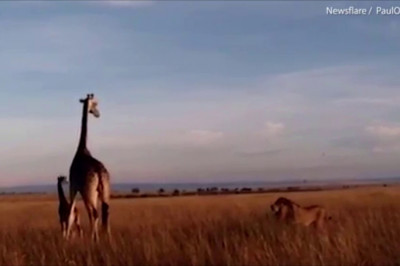 Нападения льва на жирафов 