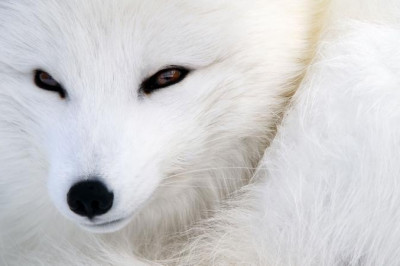 Песец Фифка 