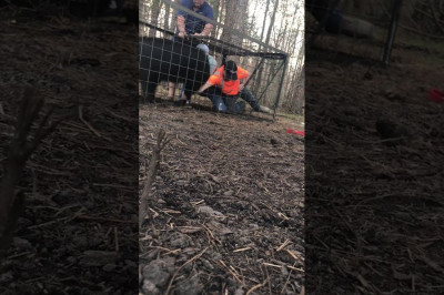 Кабан чуть не убил своего спасителя