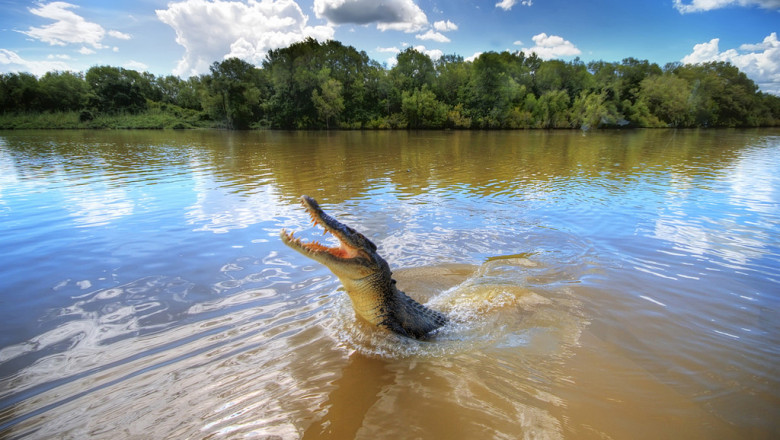Повезло отделаться рыбкой
