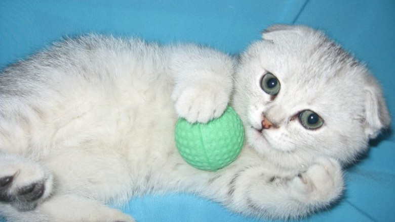 Шотландские котята и Mortal Kombat