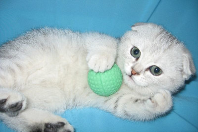 Шотландские котята и Mortal Kombat