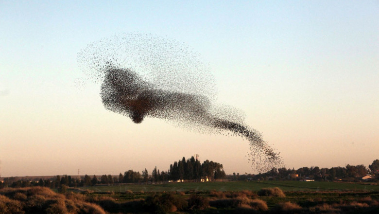 Чёрная туча из скворцов 