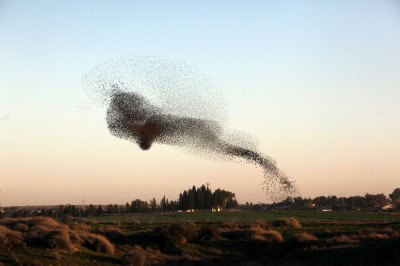 Чёрная туча из скворцов 