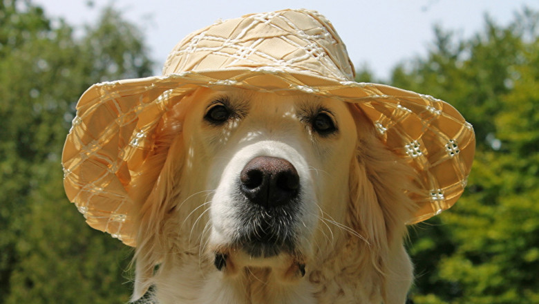 Трогательная забота о питомце 