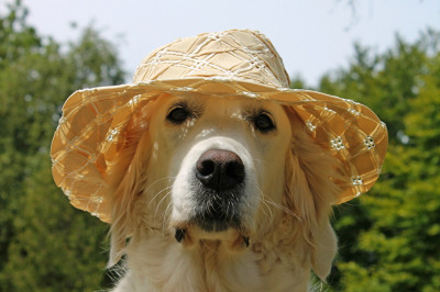 Трогательная забота о питомце 