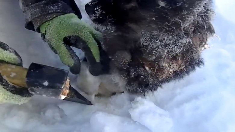 Спасение вмёрзшего в снегу щенка 