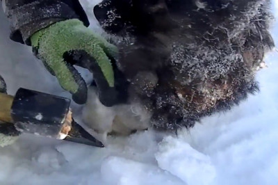 Спасение вмёрзшего в снегу щенка 