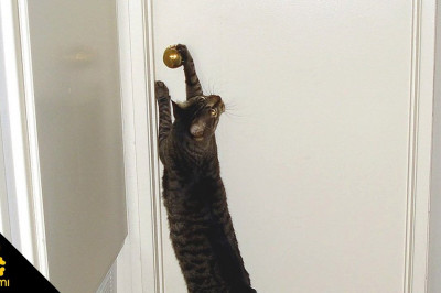 Кот решил войти по - своему 