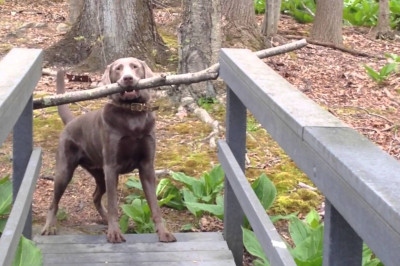 Несообразительный пёс 