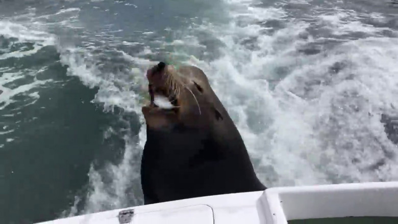 Морской лев прокатился с рыбаками на лодке 