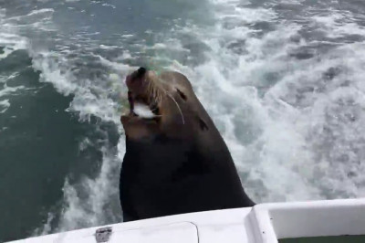 Морской лев прокатился с рыбаками на лодке 