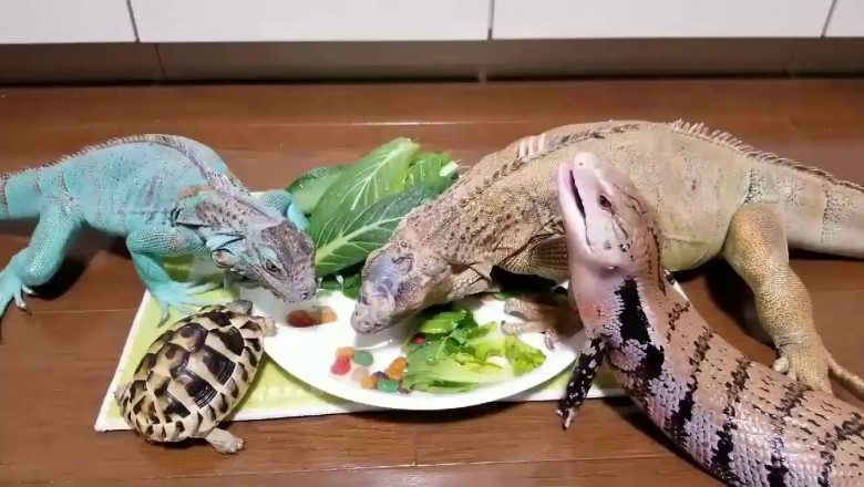 Приём пищи рептилиями 