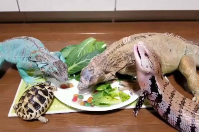 Приём пищи рептилиями 