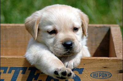 Подарок для любимой