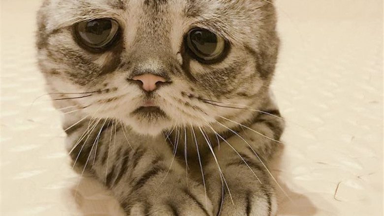 Котик загрустил 