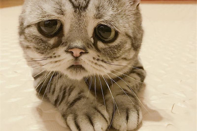 Котик загрустил 