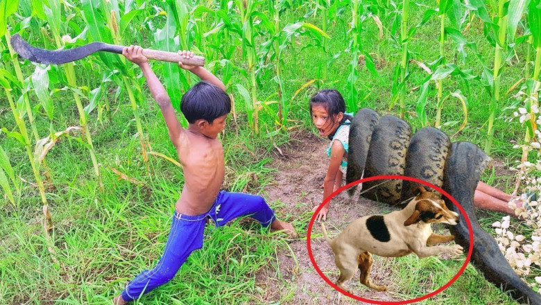 Животные спасают человека 